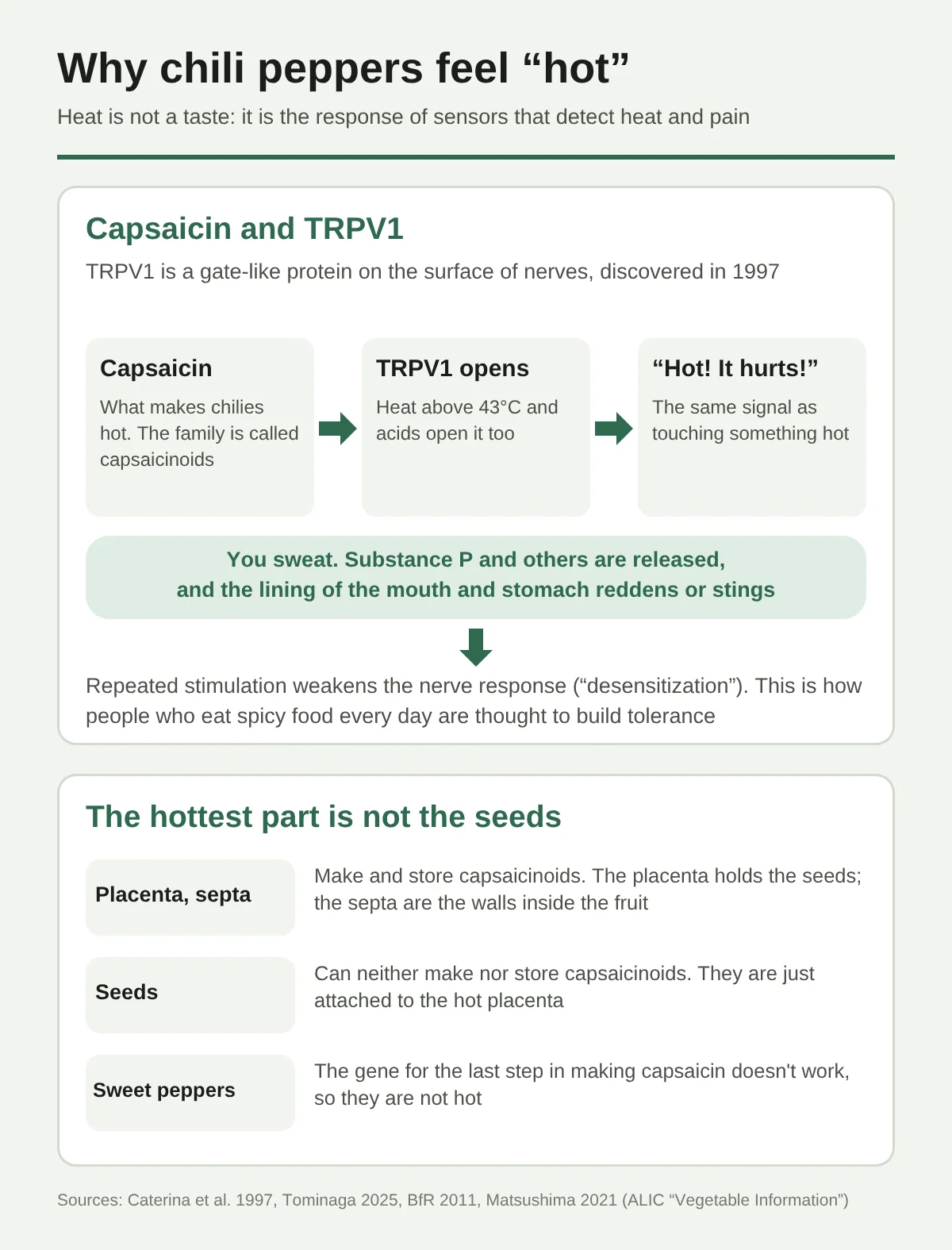 Diagram of why chili is hot. Capsaicin (the source of chili’s heat) opens TRPV1, a gate-like protein on the surface of nerves. TRPV1 also opens with heat above 43°C and with acid, so it sends the same “hot, painful” signal as touching something hot. Sweat appears, substance P and other chemicals are released, and the lining of the mouth and stomach turns red or stings. With repeated exposure the nerves respond less, called “desensitization,” which is how people who eat spicy food every day become tolerant of heat. The lower section shows that the hottest part is not the seeds. The placenta (the part the seeds attach to) and the septum (the partitions dividing the hollow inside the fruit) make and store capsaicinoids. Seeds can neither make nor store them. Bell peppers and paprika do not become hot because the gene for the last step in making capsaicin does not work.
