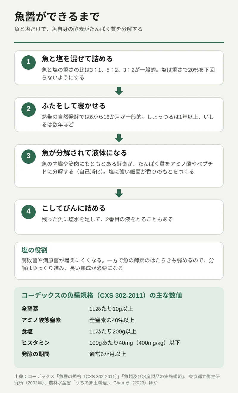 魚醤ができるまでの流れを4段階で示した図。1、魚と塩を混ぜて詰める。魚と塩の重さの比は3対1、5対2、3対2が一般的で、塩は重さで20%を下回らないようにする。2、ふたをして寝かせる。熱帯の自然発酵では6から18か月が一般的で、しょっつるは1年以上、いしるは数年ほど。3、魚が分解されて液体になる。魚の内臓や筋肉にもともとある酵素が、たんぱく質をアミノ酸やペプチドに分解する(自己消化)。塩に強い細菌が香りのもとをつくる。4、こしてびんに詰める。残った魚に塩水を足して2番目の液をとることもある。塩の役割は、腐敗菌や病原菌を増えにくくすること。魚の酵素のはたらきも弱めるので、分解はゆっくり進む。下の枠は、コーデックスの魚醤規格の主な数値:全窒素は1Lあたり10g以上、アミノ酸態窒素は全窒素の40%以上、食塩は1Lあたり200g以上、ヒスタミンは100gあたり40mg(400mg/kg)以下、発酵は通常6か月以上。
