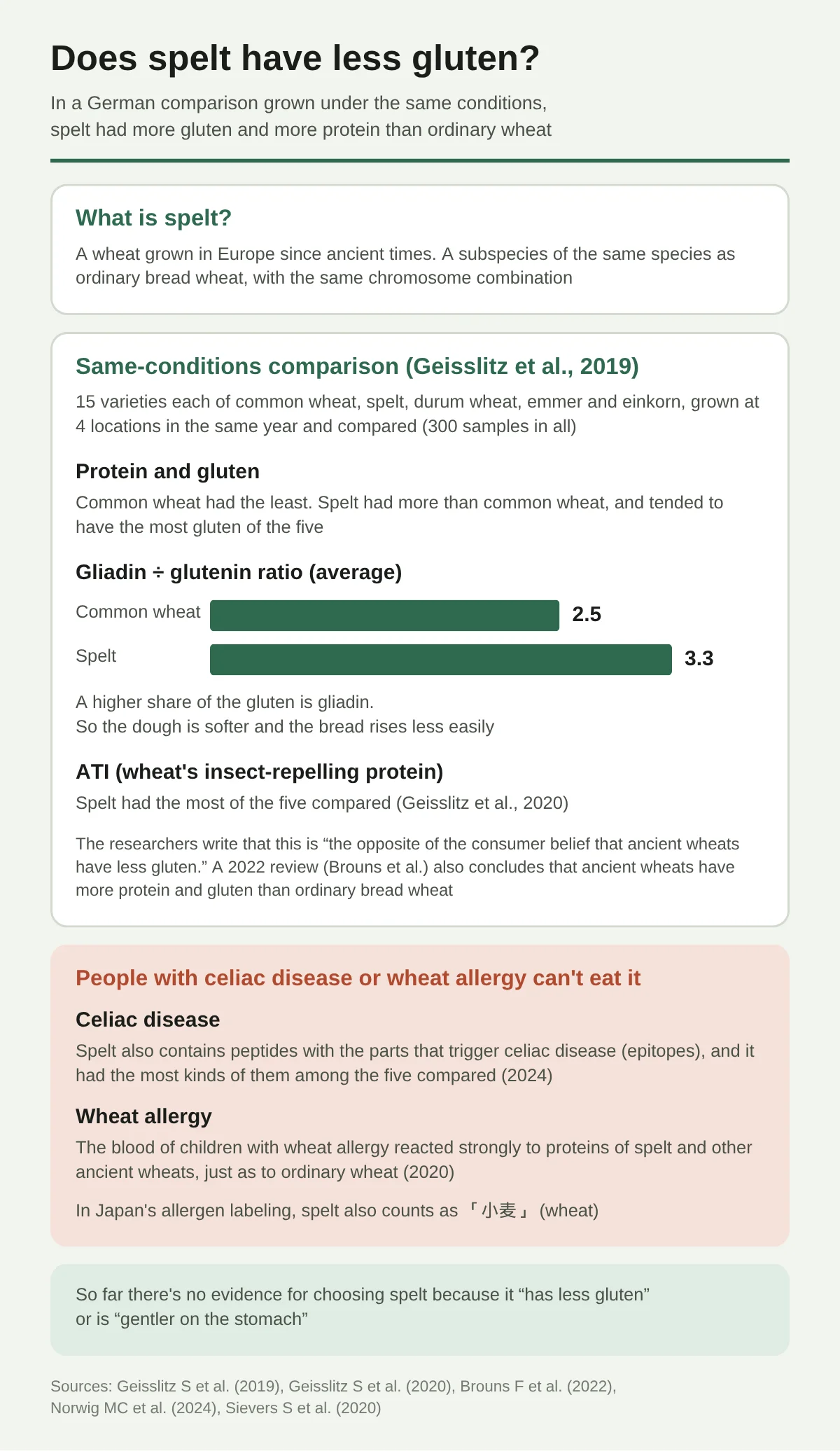 A diagram summarizing what research shows about the gluten in spelt. Spelt is a wheat that has been grown in Europe since ancient times; it is a subspecies of the same species as ordinary bread wheat and has the same chromosome combination. A German study (Geisslitz et al., 2019) grew 15 varieties each of common wheat, spelt, durum wheat, emmer, and einkorn at 4 locations in the same year and compared them. Common wheat had the least protein and gluten; spelt had more than common wheat, and tended to have the most gluten of the five. The gliadin-to-glutenin ratio averaged 2.5 for common wheat and 3.3 for spelt, which makes the dough softer and less likely to rise. ATI was also highest in spelt. Spelt also contains peptides with the parts that cause celiac disease, and the blood of children with wheat allergy reacted strongly to spelt proteins too. Under Japanese labeling it also counts as “wheat” in allergen labeling.