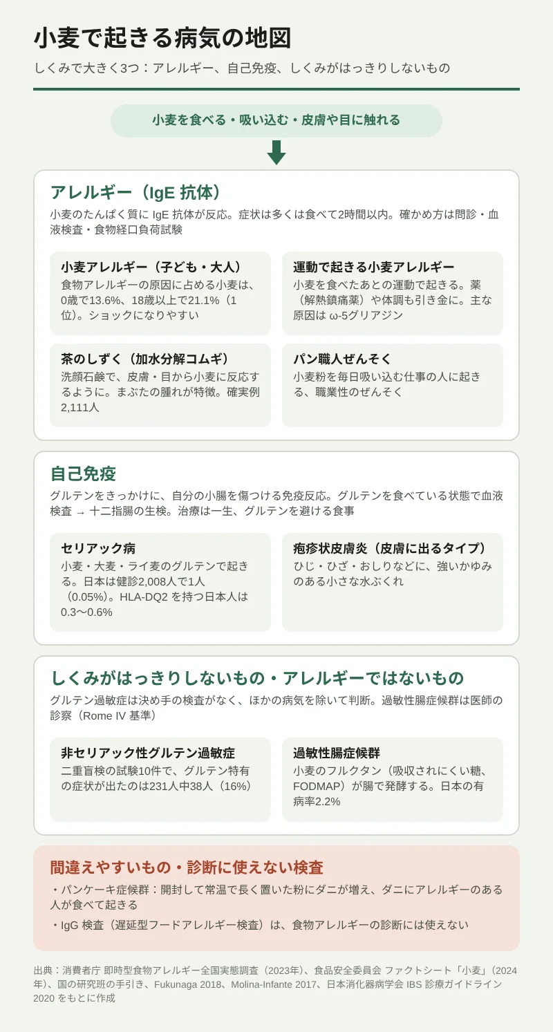 小麦で起きる病気を、しくみで3つに分けた図。いちばん上に「小麦を食べる・吸い込む・皮膚や目に触れる」とある。1つ目はアレルギー(IgE 抗体)で、症状は多くは食べて2時間以内に出る。小麦アレルギー(原因に占める小麦は0歳で13.6%、18歳以上で21.1%で1位)、運動で起きる小麦アレルギー(主な原因は ω-5グリアジン)、茶のしずくの加水分解コムギ(確実例2,111人)、パン職人ぜんそくがある。2つ目は自己免疫で、セリアック病(日本は健診2,008人で1人)と、皮膚に出るタイプの疱疹状皮膚炎。グルテンを食べている状態で血液検査と生検を行う。3つ目はしくみがはっきりしないもの・アレルギーではないもので、非セリアック性グルテン過敏症(二重盲検でグルテン特有の症状は16%)と、小麦のフルクタンが関わる過敏性腸症候群。下の注意欄に、パンケーキ症候群と、IgG 検査が診断に使えないことを示す。