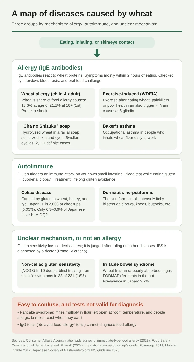 A diagram dividing wheat-related diseases into three groups by mechanism. At the top: “Eating, inhaling, or touching wheat with skin or eyes.” Group 1 is allergy (IgE antibodies), with symptoms mostly within 2 hours of eating. It includes wheat allergy (wheat is 13.6% of causes at age 0 and 21.1% at 18 and over, ranking first), exercise-induced wheat allergy (main cause: omega-5 gliadin), hydrolyzed wheat protein in “Cha no Shizuku” soap (2,111 definite cases), and baker’s asthma. Group 2 is autoimmune: celiac disease (1 case among 2,008 people in a Japanese health checkup) and its skin form, dermatitis herpetiformis. Blood tests and biopsy are done while eating gluten. Group 3 is conditions with unclear mechanisms or that are not allergies: non-celiac gluten sensitivity (gluten-specific symptoms in 16% in double-blind trials) and irritable bowel syndrome involving wheat fructan. The notes at the bottom show pancake syndrome and that IgG tests cannot be used for diagnosis.