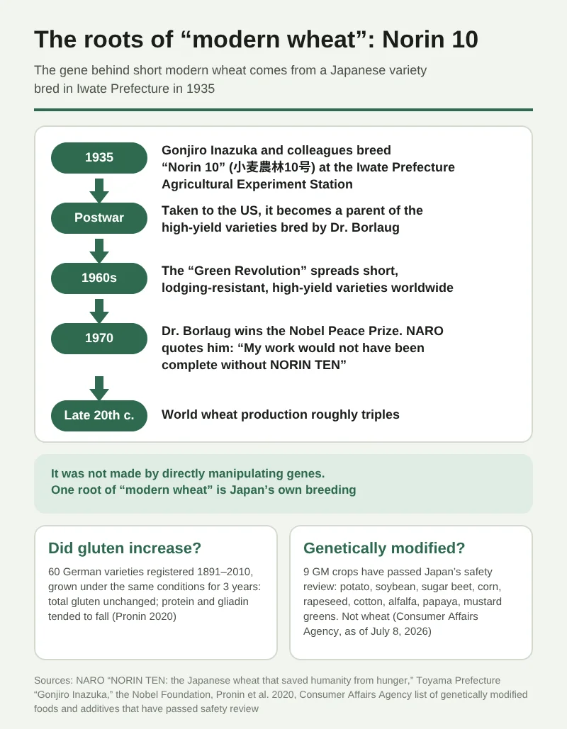 A timeline showing the roots of “modern wheat.” In 1935 Gonjiro Inazuka and colleagues bred Norin 10 (小麦農林10号) at the Iwate Prefecture Agricultural Experiment Station. After the war it went to the US and became a parent of the high-yield varieties bred by Dr. Borlaug. In the “Green Revolution” of the 1960s, short, lodging-resistant, high-yield varieties spread around the world. In 1970 Dr. Borlaug received the Nobel Peace Prize, and world wheat production roughly tripled in the second half of the 20th century. It was not made by directly manipulating genes. The two boxes below show that in a comparison of 60 German varieties the total amount of gluten did not change (Pronin 2020), and that none of the nine genetically modified crops that have passed safety review in Japan is wheat (Consumer Affairs Agency, as of July 8, 2026).