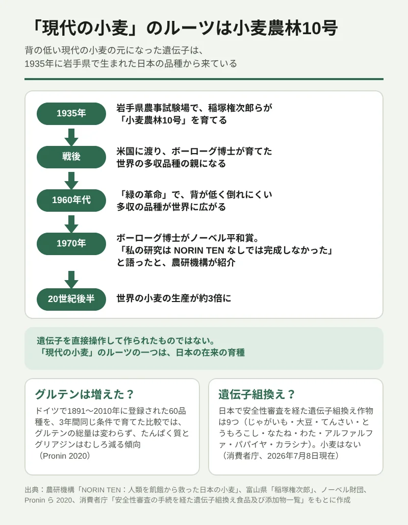 「現代の小麦」のルーツを示す年表。1935年に岩手県農事試験場で稲塚権次郎らが「小麦農林10号」を育てた。戦後に米国に渡り、ボーローグ博士が育てた多収品種の親になった。1960年代の「緑の革命」で、背が低く倒れにくい多収の品種が世界に広がった。1970年にボーローグ博士はノーベル平和賞を受け、20世紀後半に世界の小麦の生産は約3倍になった。遺伝子を直接操作して作られたものではない。下の2つの囲みでは、ドイツの60品種の比較でグルテンの総量は変わらなかったこと(Pronin 2020)と、日本で安全性審査を経た遺伝子組換え作物9つに小麦は入っていないこと(消費者庁、2026年7月8日現在)を示す。