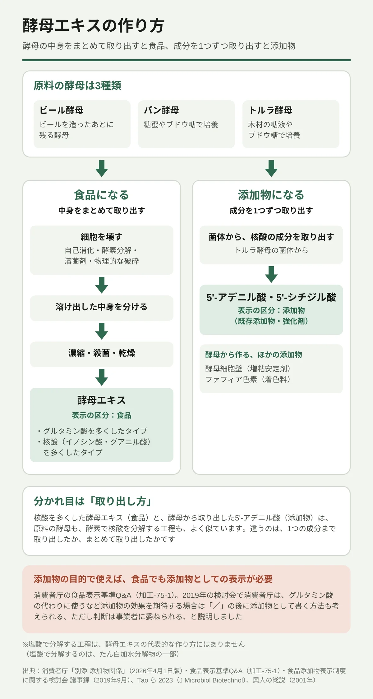 酵母エキスの作り方を示した図。原料の酵母は、ビールを造ったあとに残るビール酵母、糖蜜やブドウ糖で培養するパン酵母、木材の糖液やブドウ糖で培養するトルラ酵母の3種類。「食品になる」流れでは、細胞を壊し(自己消化・酵素分解・溶菌剤・物理的な破砕)、溶け出した中身を分け、濃縮・殺菌・乾燥して酵母エキスになる。表示の区分は食品で、グルタミン酸を多くしたタイプと核酸を多くしたタイプがある。「添加物になる」流れでは、トルラ酵母の菌体から核酸の成分を取り出し、5'-アデニル酸・5'-シチジル酸(既存添加物・強化剤)になる。酵母細胞壁(増粘安定剤)やファフィア色素(着色料)も添加物。分かれ目は、1つの成分まで取り出したか、まとめて取り出したか。添加物の目的で使えば食品でも添加物としての表示が必要とする消費者庁のQ&Aがあり、判断は事業者に委ねられる。